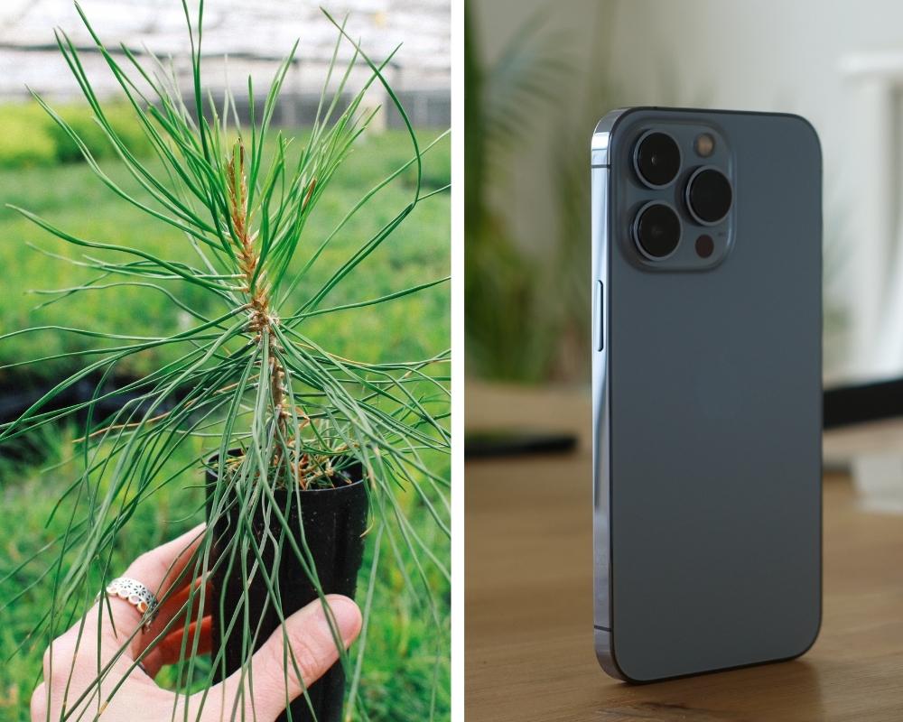 Split screen of One Tree Planted small tree sapling on left beside a refurbished Frank Mobile iPhone 13 on the right